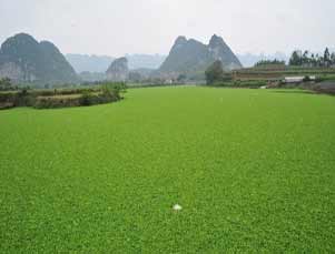 水生植物大面积爆发 广西清水河变“草坪”
